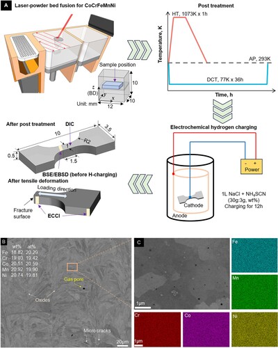 Figure 1. (a) Schematic illustration detailing the overall experimental procedure. The operation protocols for the L-PBF process are followed by subsequent post-treatment of the HT and DCT, and hydrogen charging. The tensile sample and microstructure observation areas are also shown; (b) The AP sample on the X-Y plane showing typical defects. The insert presents the ratio of elemental compositions; (c) Microstructure of the AP sample on the X-Y plane with element distributions.