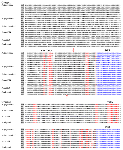 Figure 3. Putative promoter sequences found in pyrococcal leader regions. Manual alignment of the regions upstream the first repeat of each CRISPR array is shown. Two groups, corresponding to the two DR groups (see Table 1) are delineated upon sequence conservation. The first repeats are shown in blue. Strictly conserved sequences are shown in red. Putative transcriptional signals (BRE/TATA elements) are indicated. The red arrows indicate the 5′ transcriptional starts experimentally identified in P. furiousCitation57 (above) and in P. abyssiCitation55 (below).