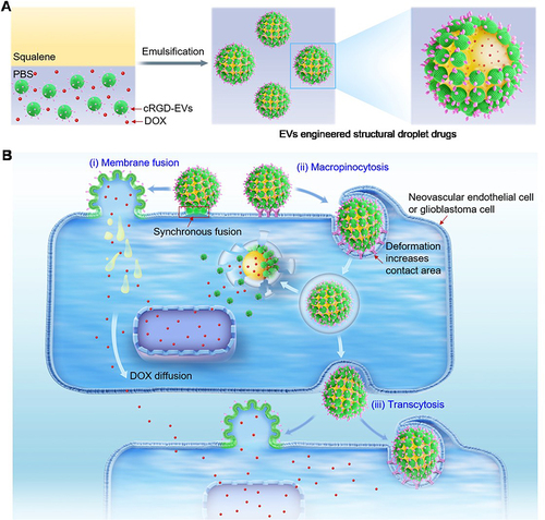 Figure 4 Schematic illustration of fruit-derived EVs engineered structural droplet drugs for glioblastoma chemotherapy. (a) Schematic illustration of the fabrication of EVs engineered structural droplet drugs. The fruit-derived EVs-engineered structural droplet drugs were fabricated by programming the self-assembly of fruit-derived EVs at the DOX@squalene-PBS interface. (b) Schematic illustration of interfacial interaction between EVs-engineered structural droplet drugs and neovascular endothelial cells or glioblastoma cells. The obtained EVs-engineered structural droplet drugs exhibited superior flexibility, enabling them to deform to enhance interfacial contact area with cells for efficiently wrapping via macropinocytosis. Beyond that, a large number of EVs onto the interface of droplet drugs would further amplify the transport capability by synchronous membrane fusion. Thus, the obtained EVs-engineered structural droplet drugs would greatly enhance their delivery capability in crossing BBB/BBTB by receptor-mediated macropinocytosis and membrane fusion. In the downstream delivery, they also exhibited excellent transcytosis, affording them deep penetration into glioblastoma tissues and thereby enhancing the antitumor efficacy against glioblastoma. Reprinted with permission from Xiao Q, Zhao W, Wu C, et al. Lemon-derived extracellular vesicles nanodrugs enable to efficiently overcome cancer multidrug resistance by endocytosis-triggered energy dissipation and energy production reduction. Adv Sci. 2022;9(20):e2105274. © 2022 The Authors. Advanced Science published by Wiley-VCH GmbH. Creative Commons.Citation79