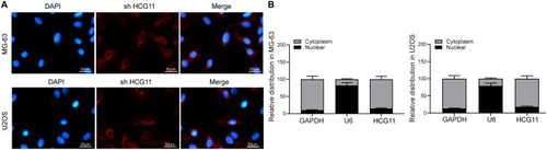 Figure 2 LncRNA HCG11 is located in the cytoplasm of OS cells. (A) FISH assay in MG-63 and U2OS cells. (B) cytoplasmic and nuclear isolation in MG-63 and U2OS cells (the data were analyzed by two-way ANOVA). All data were generated from triplicate independent experiments and presented as the mean ± SD.