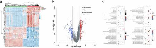 Figure 1. Analysis of differentially expressed genes in HCC tissues and normal tissues. a. Heat map of differentially expressed genes. The different colors represent expression trends in different tissues. Due to the large number of differential genes, the 50 up-regulated genes and 50 down-regulated genes with the largest differential changes were shown here. b. Volcano plots were constructed using fold-change values and adjusted P. The red points in the figure indicated genes that were significantly up-regulated, and blue points indicated genes that were significantly down-regulated. c. The enriched KEGG signaling pathways were selected to demonstrate the primary biological actions of major potential mRNAs. The abscissa indicated gene ratio and the enriched pathways were presented in the ordinate. Gene ontology (GO) analysis of potential targets of mRNAs. The biological process (BP), cellular component (CC), and molecular function (MF) of potential targets were clustered based on ClusterProfiler package in R software (version: 3.18.0). In the enrichment result, p < 0.05 or FDR <0.05 was considered to be enriched to a meaningful pathway.