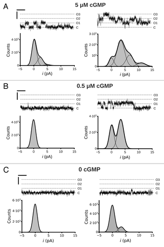 Figure 2. Single channel activity of MMP9 treated CNGA3 homomeric channels. Representative traces from an inside-out patch containing three CNG channels at cGMP concentrations of 5 µM (A), 0.5 µM (B) and 0 (C) at 5 min (t5, left column) and ~30 min (t30, right column) following excision. Currents were elicited at a membrane potential of +80 mV. C, closed channel mean current level; O, current level(s) for open channel(s). Current-amplitude histograms were amassed from 4–6 sec of recording and fit by either a single Gaussian function or the sum of multiple Gaussian functions (as indicated). The open probabilities (PO) for the different cGMP concentrations are as follows: (A) 5µM cGMP, PO,t5 = 0.11, PO,t30 = 0.43; (B) 0.5 µM cGMP, PO,t5 < 0.01, PO,t30 = 0.20 (C) 0 cGMP, PO,t5 < 0.01, PO,t30 = 0.06. The best-fit Gaussian curves produced the following unitary current (i) amplitude estimates: it5 = 2.5 pA; it30 = 3.4 pA. Scale bars: 50 msec; 5 pA.