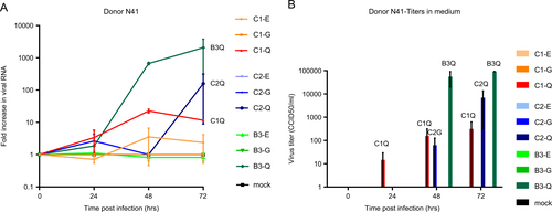 Fig. 5 Replication kinetics of EV71 strains with a glutamic acid (E), glycine (G), or glutamine (Q) at VP1-145, generated by site-directed mutagenesis, in human airway organoids.a Fold increases in viral RNA of C1, C2, and B3 strains with VP1-145E, -G, or -Q in donor N41, determined by RT-PCR assay on lysed organoids. Data present the mean fold increase in two infection experiments + SEM. b Viral titers detected in the medium covering embedded organoids at 0–72 h postinfection. Titers are expressed as the mean 50% cell culture infective dose (CCID50)/ml in two infection experiments+SEM