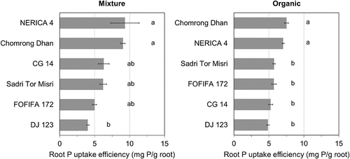 Figure 3. Comparison of mean root P uptake efficiency (RE) of six genotypes in the mixture and the organic substrate at the low P level (i.e. native substrate P at <0.05 mg P/L in CaCl2 extracts). Error bars indicate standard error of mean RE of genotypes within each substrate × P treatment (n = 3). Same alphabet indicates no significant difference among genotypes within each substrate × P treatment (Tukey’s HSD, p > 0.05). Genotypes are ordered from the highest (top) to the lowest mean value (bottom) for each substrate × P treatment. Substrates were prepared to have a range of SOC content as: mineral, low SOC (3%); mixture, medium SOC (7%); organic, high SOC (14%). Note that values from the mineral substrate at low P level were removed from this figure due to no detectable P uptake