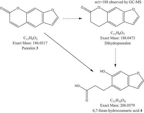 Figure 10. Proposed sequence of biotransformation of psoralen 3 by Alternaria alternata F8. The solid arrow shows the demonstrated pathway and dashed arrows show a postulated intermediary on the basis of the ion m/z = 188 detected by GC MS.