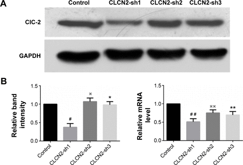 Figure S1 Effect of siRNA against mRNA on ClC-2 protein and mRNA expressions.