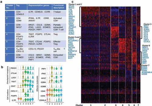 Figure 6. T cell subtype analysis of TM based on single-cell gene expression (a) Seven T cell clusters, corresponding signature genes and functional description of TM. (b) Violin plots showing the expression profile of multiple inhibitory receptors, cell markers, and effector molecules in each cluster corresponding to the TM. Each violin plot shows both distribution and density of the indicated gene. (c) Heatmap of top genes in each cluster of ANT