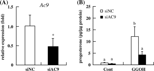Fig. 6. Effects of Ac9 knockdown on progesterone production in I-10 cells. (A) The mRNA levels of Ac9 after transfection of appropriate siRNA for 48 h were determined by qRT-PCR. (B) I-10 cells were transfected with siRNAs targeting Ac9, and progesterone levels in the culture medium were measured by EIA.