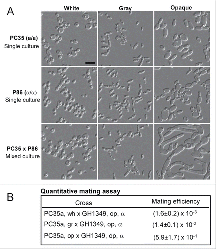 Figure 5. White, gray, and opaque cells exhibit different mating competence. (A) Mating assays performed in liquid Lee's GlcNAc medium between PC35 (MTLa/a, C. dubliniensis) and P86 (MTLα/α, C. dubliniensis). Cellular morphologies of single strain cultures and mixed cultures are shown. Single strain cultures: 5 × 106 white, gray, or opaque cells of PC35 or P86 grown in 1 mL of Lee's GlcNAc medium at 25°C for 24 hours. Mixed cultures: 5 × 106 white, gray, or opaque cells of PC35 mixed with 5 × 106 cells of the same cell type of P86 and grown in 1 mL of Lee's GlcNAc medium at 25°C for 24 hours. Scale bar, 10 μm. (B) Quantitative mating assays. Experimental strain: PC35u (MTLa/a, ura3−). Tester: C. albicans strain GH1349 (MTLα/α, arg4−). White, gray, or opaque a/a cells of PC35 (5 × 106 cells) were mixed with an equivalent number of opaque α cells (GH1349) in 10 μL of ddH2O, spotted onto Lee's GlcNAc medium plates and cultured at 25°C for 48 hours. The mating mixtures were replated onto SC-uridine, SC-arginine, and SC-uridine-arginine medium plates for prototrophic selection. Mating efficiency = average± standard deviation (SD).