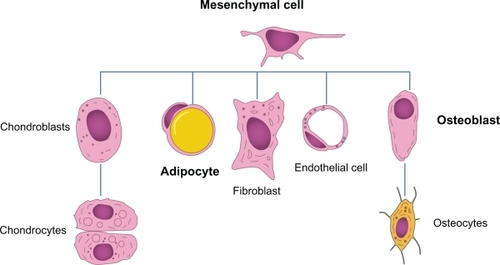 Figure 1 Several cell lines deriving from a common mesenchymal stem cell. The presence of different stimuli may induce differentiation of the progenitor into one cell line instead of another. However, this event might underscore the presence of a certain degree of plasticity among the cell lineages.