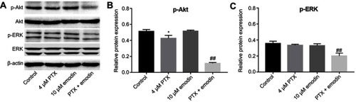 Figure 3 Combination of emodin with PTX inhibited Akt and ERK pathways in A549 cells. A549 cells were treated with 4 μM PTX or/and 10 μM emodin for 72 hr. (A) The expressions of p-Akt and p-ERK in A549 cells were analyzed by Western blotting. (B) The relative expression of p-Akt was quantified by normalizing to Akt. (C) The relative expression of p-ERK was quantified by normalizing to ERK. *P< 0.05 compared with control group. ##P< 0.01 compared with 4 μM PTX group. Each group performed at least three independent experiments.