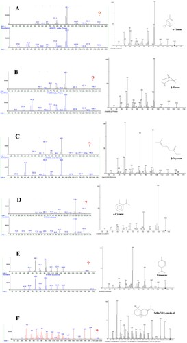 Figure 3. Mass spectra of main components from the analysis of essential oils from three L. littoralis varieties compared to the standard compound. A: α-pinene; B: β-pinene; C: β-myrcene; D: o-cymene; E: limonene; F: selin-7(11)-en-4α-ol.