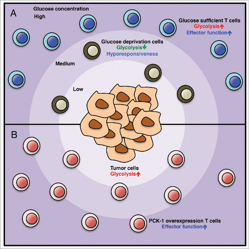 Figure 1. (A) Cancer cells create a glucose deprivation tumor microenvironment by their own glycolytic activity. Deficiency of glucose in the tumor microenvironment promotes exhaustion/dysfunction in tumor infiltrating T cells. (B) PCK-1 overexpression restores the calcium-NFAT signaling pathway and antitumor responses in tumor-reactive T cells infiltrating into the glucose-deprived tumor microenvironment.