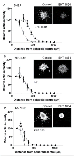 Figure 6. Rac GTPase regulation of MCS invasion. (A–C) Line graphs showing quantification of spheroid invasion, measured by relative actin intensity over the distance from the spheroid center for the indicated cell lines. Black dots and lines show data for control spheroids, gray dots and lines show data for MCS treated with EHT 1864 to inhibit Rac activity. Statistical comparisons performed using 2-way ANOVA. Also shown are representative confocal images (maximum projection) for spheroids embedded in collagen, after 48 hours of incubation under the indicated conditions.