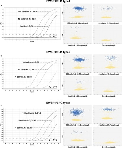 Figure 3 Recovery rate of CTCs in PB samples of healthy volunteers.Notes: Tumor cells were spiked in normal donor blood in a number of 5, 50, and 500 cells into 5 mL of PB (100, 10, and 1 cell/mL). Ewing sarcoma family tumor cells derived from tissue biopsies of patients with fusion transcript EWSR1/FLI1 type 1 (A), EWSR1/FLI1 type 2 (B), and with EWSR1/ERG type 1 (C). The analysis with real-time reverse transcription-polymerase chain reaction reveals the presence of fusion transcript and the presence of chimeric transcript, and the different recovery rates were confirmed by digital reverse transcription-polymerase chain reaction. Data points with no signal (yellow dots, negative) are located near the origin of the plot, and data points with FAM reporter dye signal (blue dots, positive) are located beyond the quality threshold. Threshold values (positive vs negative; blue vs yellow spots) were automatically calculated by Thermo Fisher Cloud Analysis Suite in C− (PB sample of healthy volunteers used as negative control and treated like samples), manually reviewed, and then applied to samples with no additional data manipulation. Samples were processed according to the preparation and isolation of CTCs. The figure is representative of two independent experiments.Abbreviations: C−, PB sample of healthy volunteers used as negative control and treated like samples; CTCs, circulating tumor cells; PB, peripheral blood; NTC, no template control.