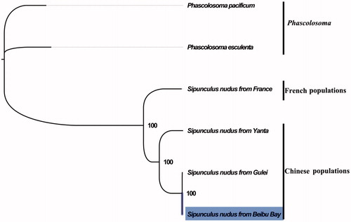 Figure 1. Phylogenetic tree in Sipuncula. The complete mitogenome is downloaded from GenBank and the phylogenic tree is constructed by maximum-likelihood method with 100 bootstrap replicates. The bootstrap values were labelled at each branch nodes. The gene’s accession number for tree construction is listed as follows: Phascolosoma pacificum (NC_031412), Phascolosoma esculenta (NC_012618), Sipunculus nudus from France (NC_011826), Sipunculus nudus from Yanta (KP751904), and Sipunculus nudus from Gulei (KJ754934).