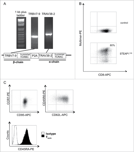 Figure 3. Generation of STEAP1130 TCR-transgenic TSCM. (A) Identification of TCR α- (TRAV) and β- (TRBV) chains via PCR. Additionally, a scheme of the TCR construct, containing either minimal murinized and codon optimized (humm) or wild type (wt) TCR α- and β-chains linked with a self-cleaving P2A element and integrated into the pMP-71 vector is shown. (B) Multimer staining of STEAP1130 TCR-transgenic T cells with CD8-APC and HLA-A*02:01/STEAP1130 multimer (bottom) or irrelevant multimer as control (top). (C) Dot plots of T cells, co-stained with CCR7-PE/CD95-APC, CD45R0-PE/CD62L-APC and histogram plot of CD45RA-PE stained CD8+ T cells.