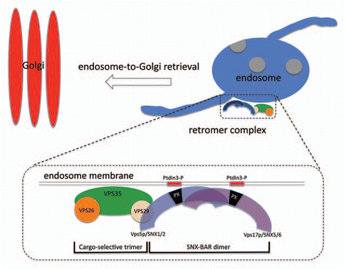 Figure 1 Schematic diagram of the retromer complex and its role in endosome-to-Golgi retrieval. Retromer in S. cerevisiae is a stable heteropentamer comprising the cargo-selective VPS35-VPS26-VPS29 trimer and the SNX-BAR dimer of VPS5-VPS17. VPS29 links the two subcomplexes together.
