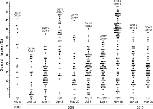 Figure 4. Summary of gonad indices for collections of A. lucayanum from 17 November 2008 to 26 March 2010. Filled and empty circles are gonad indices, respectively, for females and males; triangles indicate no gonads visible. For each collection, numbers above the gonad index data show how many females and males spawned when placed in the dark the evening of collection (on 15 November 2010, only specimens represented by underlined circles were placed in the dark).