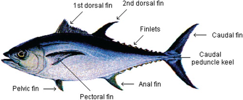Figure 1. Morphology of little tuna (Euthynnus affinis).