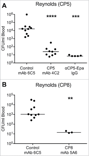 Figure 5. Passive immunization with CP5- or CP8-specific mAbs in the mouse bacteremia model. Mice were immunized IV with 100 µg of (A) CP5 mAb 4C2 or (B) CP8 mAb 5A6 24 h before challenge by the IP route with 107 CFU (A) S. aureus Reynolds (CP5) or (B) Reynolds (CP8). Control mice were immunized with irrelevant mAb 6C5 or polyclonal CP5 specific rabbit IgG (300 µg), and all mice were bled 2 h after bacterial challenge. The horizontal lines represent median CFU/ml blood for each group of mice. Bacteremia levels in mice administered mAbs 4C2 or 5A6 were compared by the Mann-Whitney U test to levels in control mice given mAb 6C5. ****, P < 0.0001; ***, P < 0.001; **, P < 0.01.
