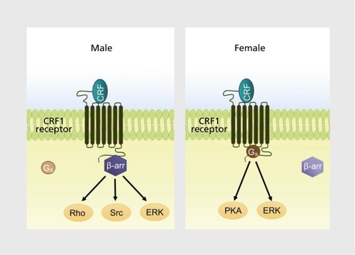 Figure 3. Schematic depicting sex-biased corticotropin-releasing factor subtype 1 receptor (CRF1) signaling. As a result of sex differences in CRF1 coupling to Gs (female bias) and β-arrestin 2 (male bias), corticotropin-releasing factor (CRF) released during stress can engage sexually distinct cellular signaling pathways. These different cellular reactions can translate to sexually distinct stress responses and pathology. β-arr; β-arrestin 2; ERK, extracellular signal-related kinase; Gs, stimulatory G-protein; PKA, protein kinase A; Rho, Rho family of GTPases; Src, proto-oncogene tyrosine protein kinase Src