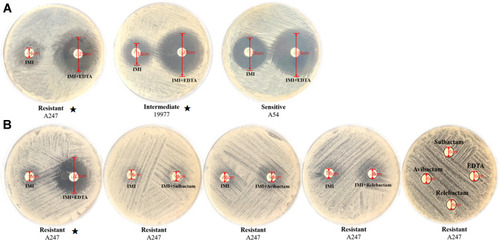 Figure 4 Detection of metallo-β-lactamases by imipenem-EDTA combined disk method. (A) Zones of growth inhibition are shown surrounding imipenem disks impregnated or not impregnated with EDTA on plates inoculated with imipenem-resistant, -resistance intermediate, or -sensitive M. abscessus strains. EDTA, ethylenediaminetetraacetic acid; IMI, imipenem. (B) The abilities of EDTA, sulbactam, avibactam and relebactam to synergize with imipenem and inhibit the growth of imipenem-resistant (A247) M. abscessus were determined and compared. Imipenem disks were impregnated with or without the compound listed; the surrounding zones of growth inhibition are shown. Bacterial growth surrounding disks impregnated with EDTA, sulbactam, avibactam or relebactam alone (plate on the right) serves as the negative control. ⋆Indicates a zone of growth inhibition ≥5 mm larger than the zone surrounding a disk impregnated with imipenem alone.