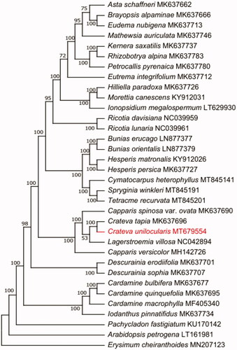 Figure 1. The best maximum likelihood (ML) phylogram inferred from 34 chloroplast genomes in Capparaceae.