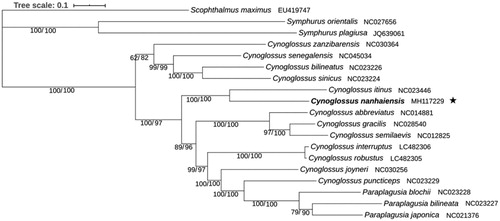 Figure 1. Phylogenetic position of Cynoglossus nanhaiensis based on a comparison with the mitochondrial genome of 18 species. Bootstrap support (left) and Bayesian posterior probability (right) values are displayed next to the nodes.