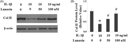 Figure 4. Lunasin mitigated IL-1β caused reduction of type II collagen. Chondrocytes were stimulated with IL-1β or lunasin (50, 100 μM). Col II, type II collagen. (A) Representative bands of type II collagen. (B) Quantitative analysis (*, #, p < .01).