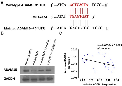 Figure 4 miR-3714 is a microRNA that potentially targets the 3’UTR of ADAM15. (A) The sequences of miR-3174’s binding site and the mutated sequences of miR-3174’s binding site in ADAM15’s 3’UTR are shown. (B) Patient-derived bladder cancer cell lines – transducted with the control, miR-3174, miR-3174 + inhibitor, and miR-3174 + ADAM15mut (ADAM15 with the mutated binding site of miR-3174 in 3’UTR)—were harvested for Western blot. GAPDH was used as a loading control. The results are shown as Western blot images. (C) The expression of ADAM15/miR-3174 in bladder cancer specimens is represented as a scatter plot: The x-axis represents the mRNA level of ADAM15 in bladder tumor tissue, whereas the y-axis represents the level of miR-3174 in the same bladder tumor tissue.