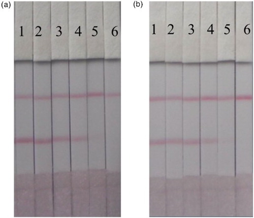 Figure 7. ICS assay result in honey sample: (a) TYL (1 = 0 ng/ml, 2 = 0.1 ng/ml, 3 = 0.25 ng/ml, 4 = 0.5 ng/ml, 5 = 1 ng/ml, and 6 = 2.5 ng/ml); (b) TIM (1 = 0 ng/ml, 2 = 0.25 ng/ml, 3 = 0.5 ng/ml, 4 = 1 ng/ml, 5 = 2.5 ng/ml, and 6 = 5 ng/ml).