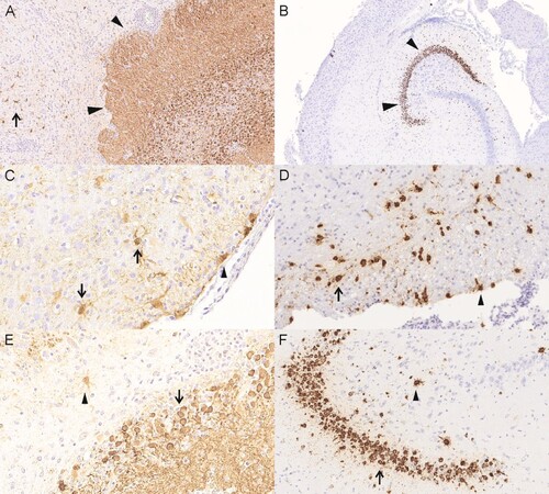 Figure 5. Viral distribution demonstrated by detection of viral antigen by immunohistochemistry (IHC) and viral genomic RNA by in-situ hybridization (RNAScope). (A) animal 4/#6, IHC, viral antigen is predominantly present in the hippocampus (arrowheads) and scattered in the cerebral cortex (arrows). (B) animal 4/#9, RNAscope, viral genomic RNA is predominantly present in the hippocampus. (C) animal 4#/6, IHC, brain stem, viral antigen present in neurons (arrows) and ependymal cells (arrowhead). (D) animal 4/#10, RNAscope, brainstem, viral genomic RNA is present in neurons (arrow) and ependymal cells (arrowhead). (E) animal 4/#6, IHC, hippocampus, viral antigen present in neurons (arrow) and astrocytes (arrowhead). (F) animal 4/#10, RNAscope, hippocampus, viral RNA present in neurons (arrow) and astrocytes (arrowhead).