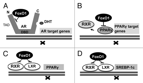 Figure 2 (A) FoxO1-mediated suppression of androgen-receptor (AR) by FoxO1-binding to the AR transcription activation domain (TAD) thereby inhibiting N-/C-terminal interaction of AR resulting in reduced AR transactivation. (B) Direct FoxO1-mediated suppression of PPARγ-regulated target genes. (C) FoxO1-mediated suppression of the PPARγ promoter reducing PPARγ expression. (D) FoxO1-mediated suppression of the SREBP-1c promoter reducing SREBP-1c expression, the key transcription factor of most lipogenic enzymes. DBD, DNA binding domain; DHT, dihydrotestosterone; RXR, retinoid X receptor; PPARγ, peroxisome proliferator-activated receptor-γ.