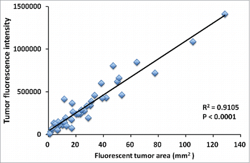 Figure 4. Correlation of tumor fluorescent area and tumor fluorescence intensity. Tumor area significantly correlated with fluorescence intensity (R2 = 0.9105, p < 0.0001). Please see Materials and methods for details.