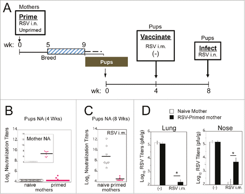 Figure 1. RSV vaccination of animals with passively transferred maternal RSV immunity. (A) Diagram of the experiment. Female cotton rats were primed by infection with RSV A/Long (105 pfu i.n.) or left unprimed. All females were set in breeding pairs 5 weeks after RSV infection, and on week 9, females began delivering pups. At 4 weeks of age, pups were vaccinated with live RSV i.m., or left unvaccinated (-). Four weeks later, serum was collected from each pup and animals were challenged with RSV i.n. Four days after infection, pups were euthanized for determination of lung and nose viral titers. (B) NA titers of 4-week old pups born to unprimed or primed mothers. Insert shows mothers' NA titers in sera collected before delivery, indicating that all primed mothers produced NA. (C) NA titers in sera obtained from pups born to naïve or RSV-primed mothers after i.m. vaccination with live RSV (samples collected at week 8 prior to RSV challenge). (D) Lung and nose viral titers measured in samples obtained from pups born to naïve or RSV-primed mothers after vaccination of pups with PBS (-), or live RSV i.m. All animals were challenged i.n. with RSV/A Long (105 pfu) and euthanized 4 days later. ANOVA followed by Student-Newman-Keuls post hoc test. *p<0.01. Data taken from reference.Citation8