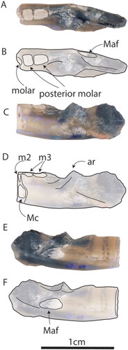 Fig. 5. AM F161198, dentary of Parvopalus clytiei gen. et sp. nov. in A, B, occlusal, C, D, buccal and E, F, lingual views. Maf = mandibular foramen. Ar = ascending ramus.