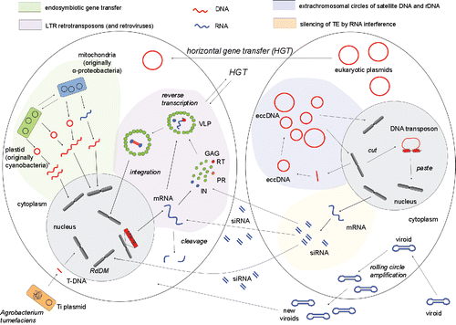 Figure 1. DNA (red) and RNA (blue) traffic inside cell and between cells during processes of endosymbiotic gene transfer (green background), retrotransposition of LTR retrotransposons and retroviruses (violet background), extrachromosomal amplification of satellite DNA and rDNA (blue background), silencing of TE by RNA interference (yellow background), transfer of plasmid DNA, infection of cell by viroid RNA and transformation of cell by Agrobacterium tumefaciens. All processes can take place in one cell, 2 cells are shown here to better visualize migration of nucleic acids between cells.