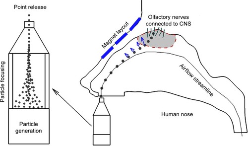 Figure 2 Diagram of magnetophoretically guided drug delivery.Notes: By the application of an appropriate magnet layout, particles can be guided through the geometry of the nasal passage with reduced contact with the wall. Point release of drug particles is recommended for optimal delivery efficiency.Abbreviation: CNS, central nervous system.