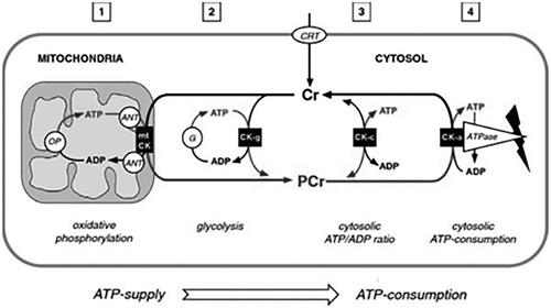 Figure 1. Graphical presentation of the role of the Cr–PCr–CK system as an energy buffer and as an energy shuttle. (1) Cr enters the cells through the Cr-transporter (CRT). Within the cell, the PCr/Cr and ATP/ADP ratios are regulated by the soluble fraction of cytoplasmic CK (CK-c; see 3). The cytoplasmic CK specifically associated with glycolytic enzymes (G; CK-g; see 2), takes on glycolytic ATP regenerating PCr, whereas mitochondrial CK (mt-CK; see 1) associated with the adenine nucleotide transporter (ANT) accepts ATP generated through oxidative phosphorylation (OP), releasing PCr into the cytoplasm. The cytoplasmic CK, specifically associated with subcellular sites of ATP consumption (CK-a; see 4), forms microcompartments that regenerate in place with an excess of PCr ATP consumed by ATP-ase reactions. Thus, the Cr–PCr energy shuttle connects subcellular energy production sites with subcellular energy consumption sites (Wallimann et al. Citation2011 adapted).