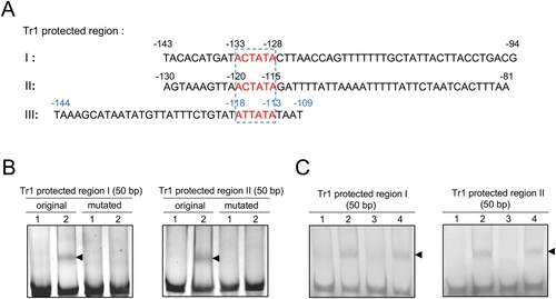 Figure 4. The consensus sequence of Tr1 binding motifs is AC/TTATA. (A) The sequences protected by Tr1 in the promoter regions of p28, omp-1B and tr1 are aligned. The numbers in black or blue indicate the position calculated from the transcriptional or translational start sites, respectively. The predicted consensus sequences of Tr1 binding motifs are boxed. (B) The annealed Tr1 protected region I or II (original or mutated) (150 ng) was incubated alone (lane 1), or with 1.8 µM rTr1 (lane 2). (C) The biotinylated Tr1 protected region I or II (100 ng) was incubated alone (lane 1), with 1 µM rTr1 (lane 2), or with rTr1 plus 50-fold excess of the corresponding unlabelled region I or II (lane 3), or mutated unlabelled region I or II (lane 4). Shifted bands are indicated by arrowheads.