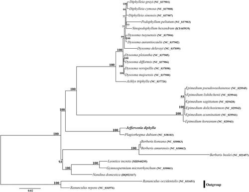 Figure 1. Phylogenetic position of Jeffersonia diphylla using maximum-likelihood (ML) based on whole chloroplast genome sequences. Numbers above the lines represent ML bootstrap values. ML bootstrap <50% was not shown.