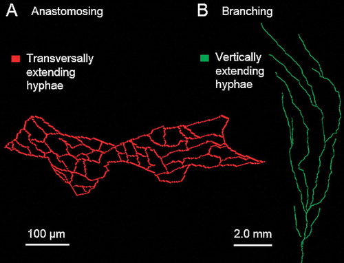 Fig. 5. Exemplary images of both a single, net-like, transversally extending hyphal system formed by a strongly anastomosing hypha (hyphae) (A) and a single, vertically running hypha proliferating by branching (B).