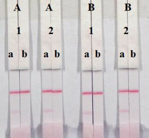 Figure 6. Optimization of the immunochromatographic strip. Concentration of coating antigen (A) 0.5 mg/mL; (B) 1 mg/mL. The dosage of the mAb that add in GNP: (1) 8 µg/L; (2) 10 µg/L. The standard concentration: (a) 0 ng/mL; (b) 5 ng/mL.