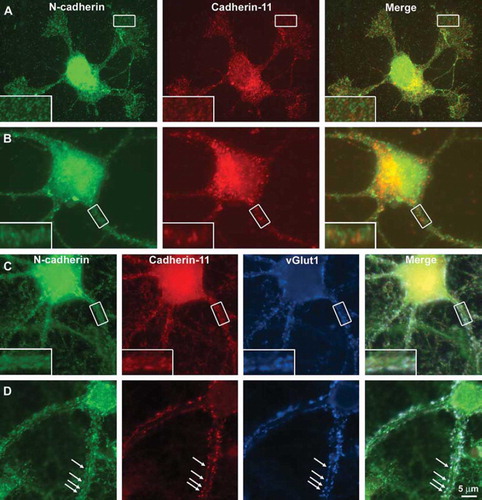 Figure 4. Double and triple immunolabeling of cultured hippocampal neurons after 1, 7, 16, and 35 days in vitro (A, B, C, D, respectively) for N-cadherin (visualized in green), cadherin-11 (visualized in red), and vesicular glutamate transporter 1 (vGlut1; visualized in blue). Note punctate staining pattern for N-cadherin and cadherin-11 without colocalization of both proteins in neurons of 1 and 7 days in vitro. In longer differentiated neurons (C: 16 days; D: 35 days) both cadherins become partially colocalized and recruited to glutamatergic synapses, which was most evident for cadherin-11. n = 3.