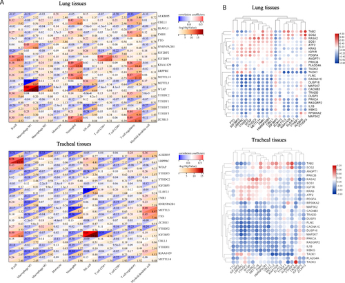 Figure 5 Correlations between m6A regulators, the MAPK signaling pathway, and M1 macrophages were analyzed by using GEO data. (A) Correlation between m6A regulators and M1 macrophages in lung and tracheal tissues. (B) Correlation between m6A regulators and the MAPK signaling pathway in lung and tracheal tissues.