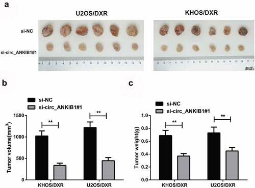 Figure 7. Knockdown of circ_ANKIB1 suppresses DXR-resistant OS cells in vivo.