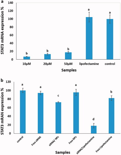 Figure 4. STAT3 mRNA expression using the RT-PCR method. (a) Three different concentrations of STAT3 siRNA (10, 20 and 50 µM) were mixed with lipofectamine RNAiMAX, followed by adding to MCF7 cells and compared to lipofectamine treated or untreated cells as controls. (b) The cell samples treated with siRNA-loaded NPs were compared to cell samples exposed to siRNA-loaded lipofectamine, free siRNA, free NPs, free lipofectamine and untreated cells. Different letters indicate significant differences in mean values for each variable (p<.05).