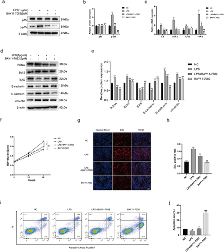 Figure 6. LPS of Pseudomonas affects the cell phenotypes via activating NF-κB. (a, b) BPH-1 cells were cultured by LPS (1 μg/ml) and/or BAY-11-7082 (5 μM) for 48 h, comparing with control cells; western blot and relative densitometric quantification for total and phosphorylated p65. (c) transcription levels of inflammatory cytokines by qRT-PCR at the above conditions. (d, e) western blot and relative densitometric quantification for proliferative protein (PCNA), apoptotic proteins (bcl-2, BAX) and EMT proteins (E-cadherin, N-cadherin, and vimentin). CCK-8 assay (f) and EdU assay (g, h) were used to analyze the cell proliferation of BPH-1 cells. (i) flow cytometry analysis was used to detect apoptotic cells stained with annexin V and PI, and the resulting apoptotic rates were subjected to statistical analysis (j). Data are shown as mean ± SD, one-way ANOVA; *p < 0.05, **p < 0.01, and ***p < 0.001: compared to the NC group; #p < 0.05, ##p < 0.01, and ###p < 0.001: compared to the LPS group.