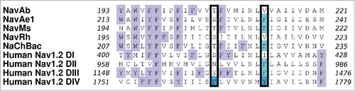 Figure 1. Sequence alignments of the S6 domains of NavAb (Arcobacter butzleri), NavAe1 (Alkalilimnicola ehrlichei), NavMs (Magnetococcus marinus), NavRh (Rickettsiales sp HIMB114) and NaChBac (Bacillus haldurans), as well as from domains I to IV of human Nav1.2, are shown as determined using ClustalW2. F1764 and Y1771 in Nav1.2 DIV (bright blue) are implicated in the binding of local anesthetic drugs.Citation25 The corresponding aromatic residues in each sequence alignment are indicated with pale blue boxes and the NavAb residues, T206 and V213, are indicated in the black outlined box. It should be noted that 3 of the 4 domains in Nav1.2 have an aromatic residue at the position equivalent to 1771 in DIV. All other aromatic residues are indicated by a lilac box.